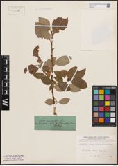 Foto von Salix caprea L.